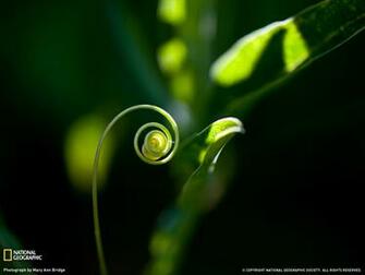 National Geographic Wallpaper Flowers