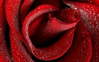 Red Rose Desktop Pc And Mac Wallpaper