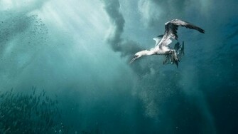 Water Heron Wallpaper