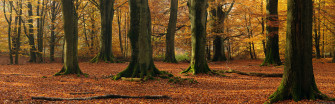 Nature Fall HD Wallpaper