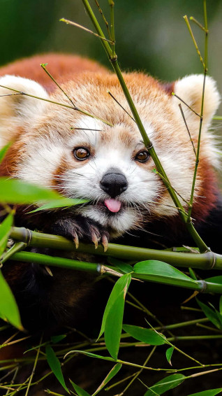 Cute Red Panda Wallpaper