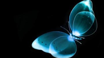 Blue Butterfly Black Wallpaper For