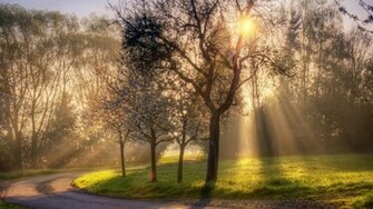 Sunny Good Morning Wallpaper