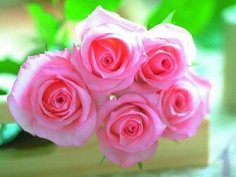 Rose Wallpaper Background Photos Pictures And Image For