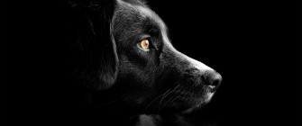 Black Dog Wallpaper 4k Cute Puppies