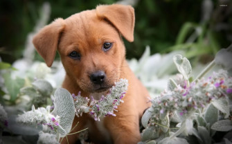 Cute Brown Puppy In The Flowers Wallpaper