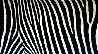 Animal Print Desktop Wallpaper Background HD