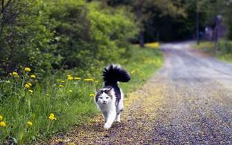 Collection Great Pictures Pure High Definition HD You Can