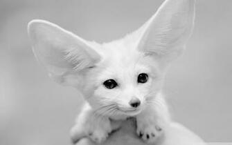 Fennec Fox Wallpaper And Background Image Net