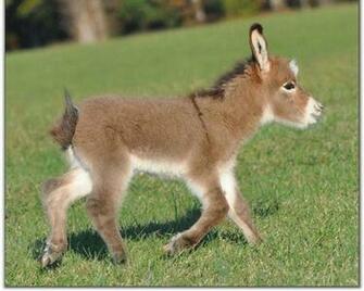 Donkey Wallpaper Animals Library