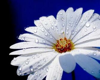 White Daisy Flower X Close