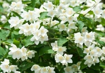 Jasmine Flower Photo New HD Wallpaper Pictures