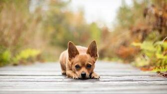 Chihuahua Dog Wallpaper Pictures HD