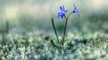Plants Grass Macro Flowers Blue HD Wallpaper