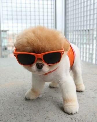 Cool Dogs HD Wallpaper Wallpaper202