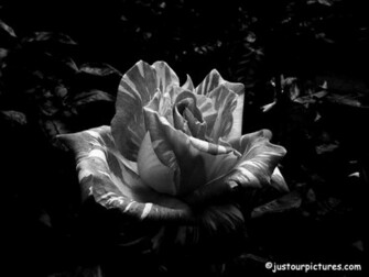 White Roses Black Background And Whit