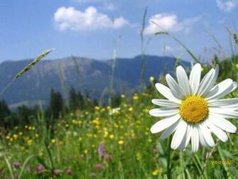 Where Is Wallpaper Daisy HD
