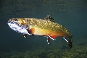 Brook Trout Pictures