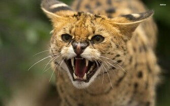 Wildcat Wallpaper Animal