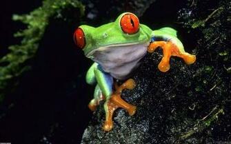 Cute Frog Uploader Anonymous Licence Category Creatures Tags