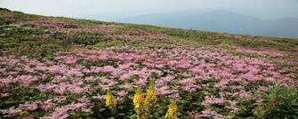 Pink Spring Field Desktop Dual Screen Monitor Wallpaper