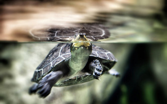 Cute Turtle Wallpaper