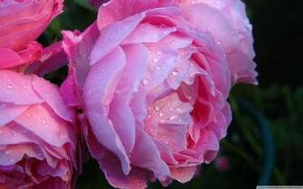 Pink Roses With Water Drops 4k HD Desktop Wallpaper For