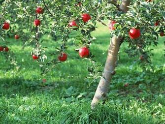 Fruit Photography Apples On Tree Fresh