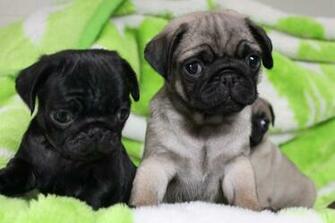 Pug Wallpaper Screensaver Background Cute Puppies