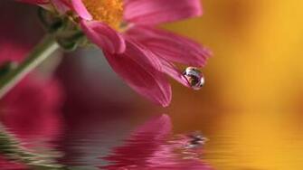 Quidsup Water Drop Pink Flower