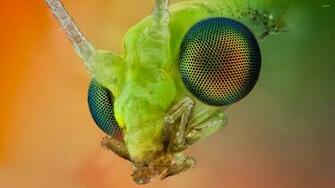 Insect Head Wallpaper Animal