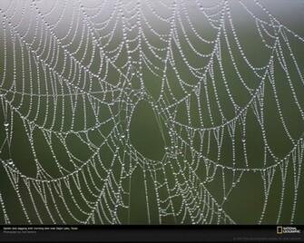 Spider Web Photo Wallpaper Photos National