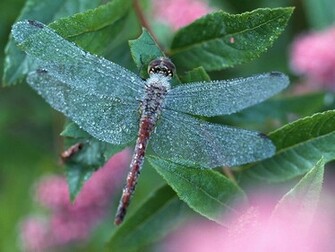 Up Of Dragonflies Dragonfly Wallpaper Photo On Plants