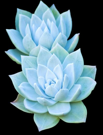 Transparent Succulents