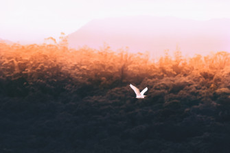 Forest Sould Bird Flying 5k Wallpaper HD Birds 4k