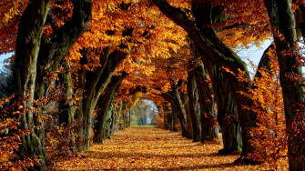 Fall Wallpaper On
