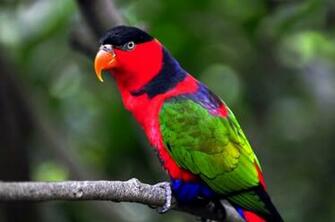 Parrot Birds Wallpaper Entertainment Only