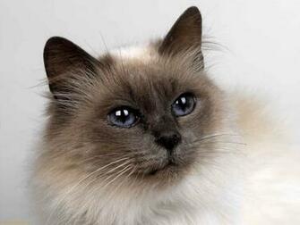 Siamese Cat Computer Wallpaper Desktop Background Id