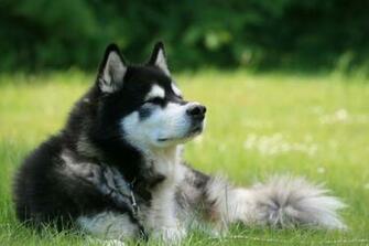 Husky Wallpaper