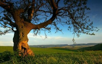 Nature Summer Wallpaper