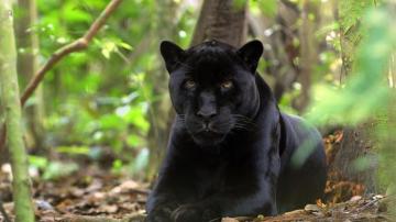 Black Panther Android iPhone Desktop HD