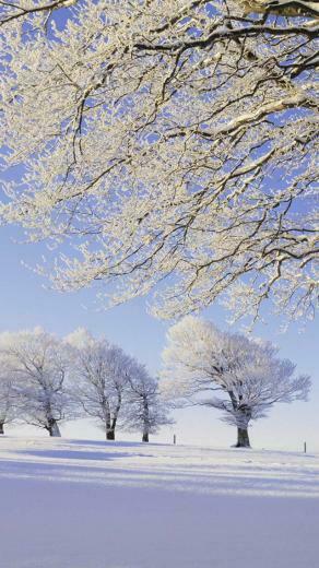 Black Forest Snow