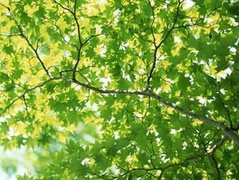 Spring Wallpaper