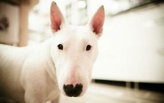 Bull Terrier Wallpaper X Net