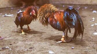 Cockfight