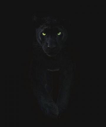 Black Puma Wallpaper By Pjb2708 Dc Now