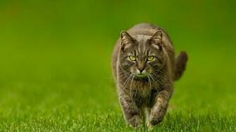 Cat Spring Lawn Green Nature
