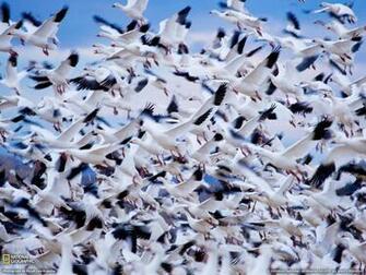 Goose Hunting Wallpaper If You Like Waterfowl