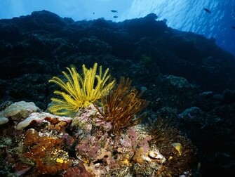 High Definition HD Wallpaper Underwater Set