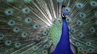 Peacock Wallpaper